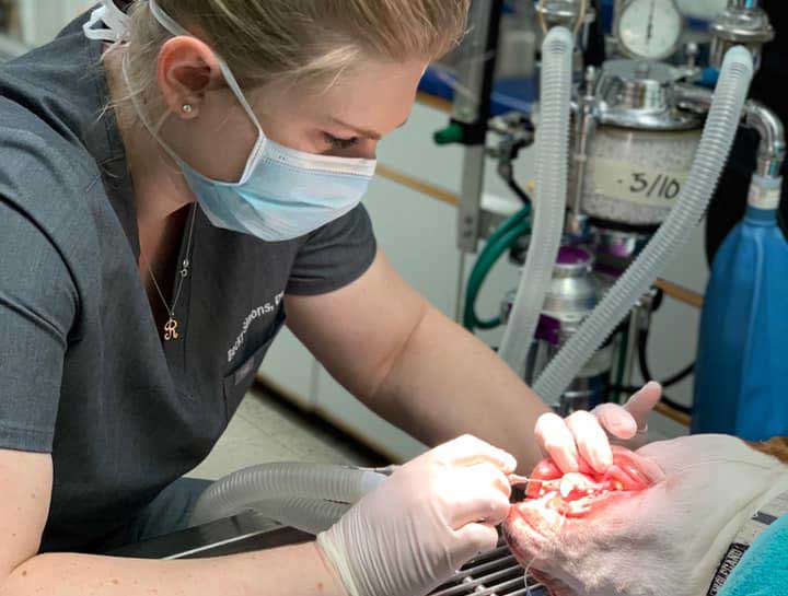 Pet Dental Care in $city